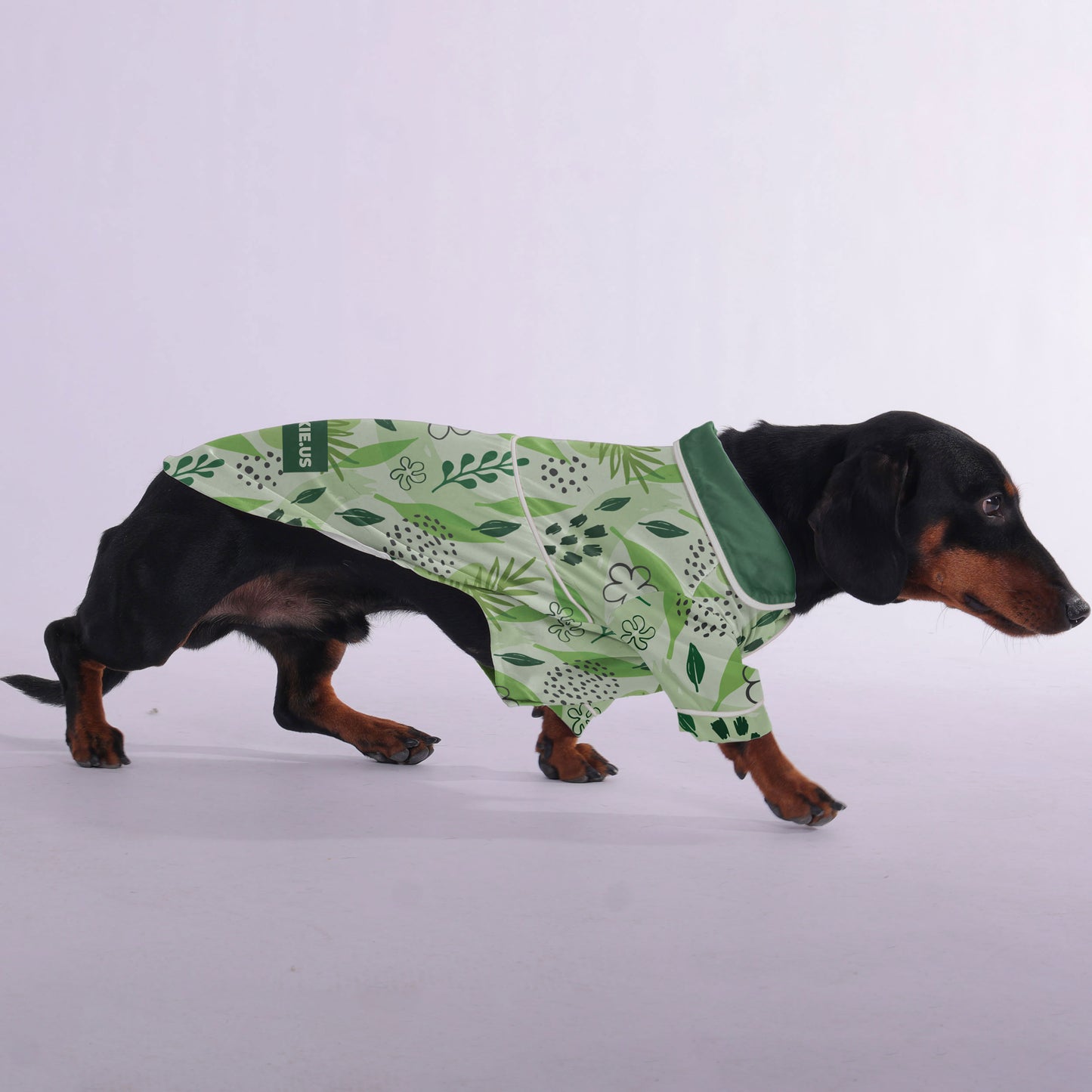 Mozart  -  Pajamas for Dachshund