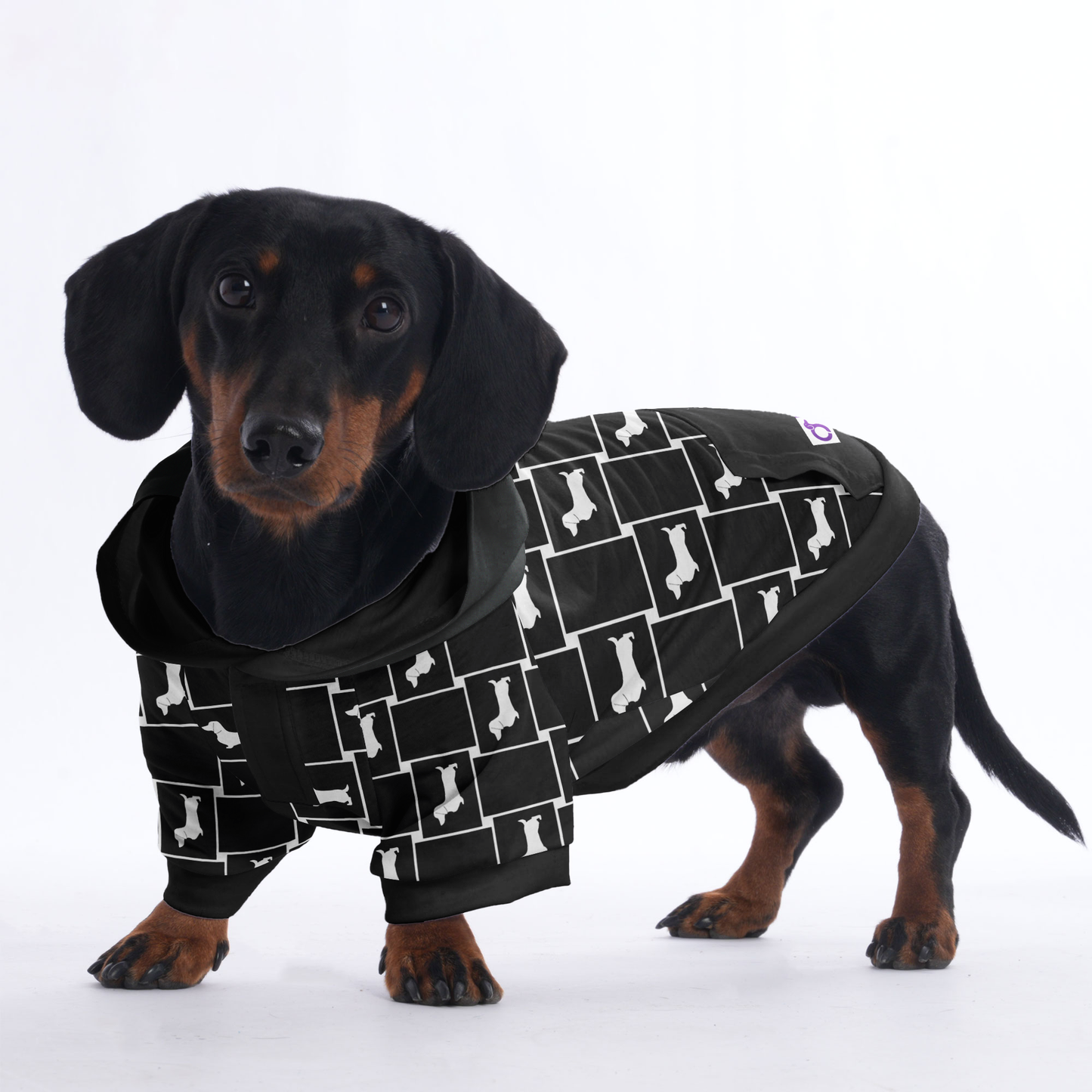 Lotte - Hoodies for Dachshunds