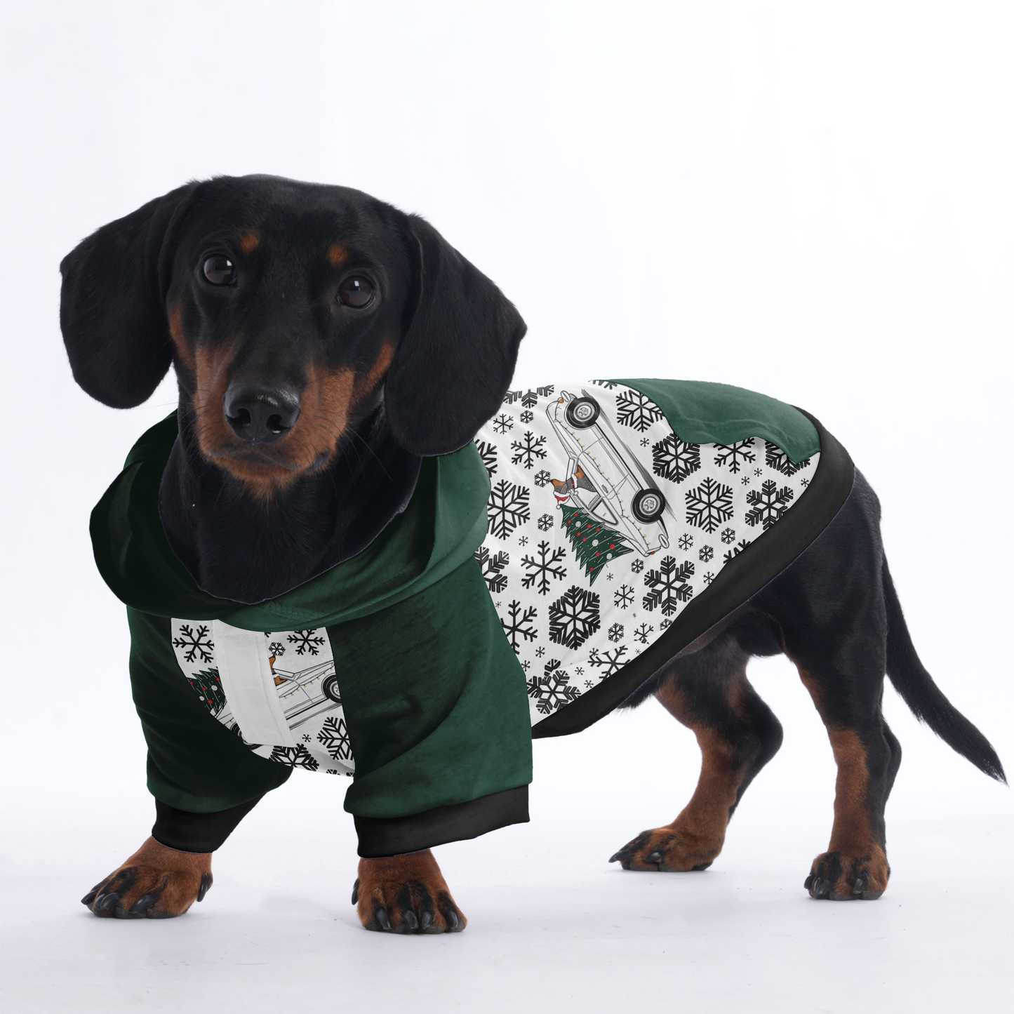 Buddy - Hoodies for Dachshunds