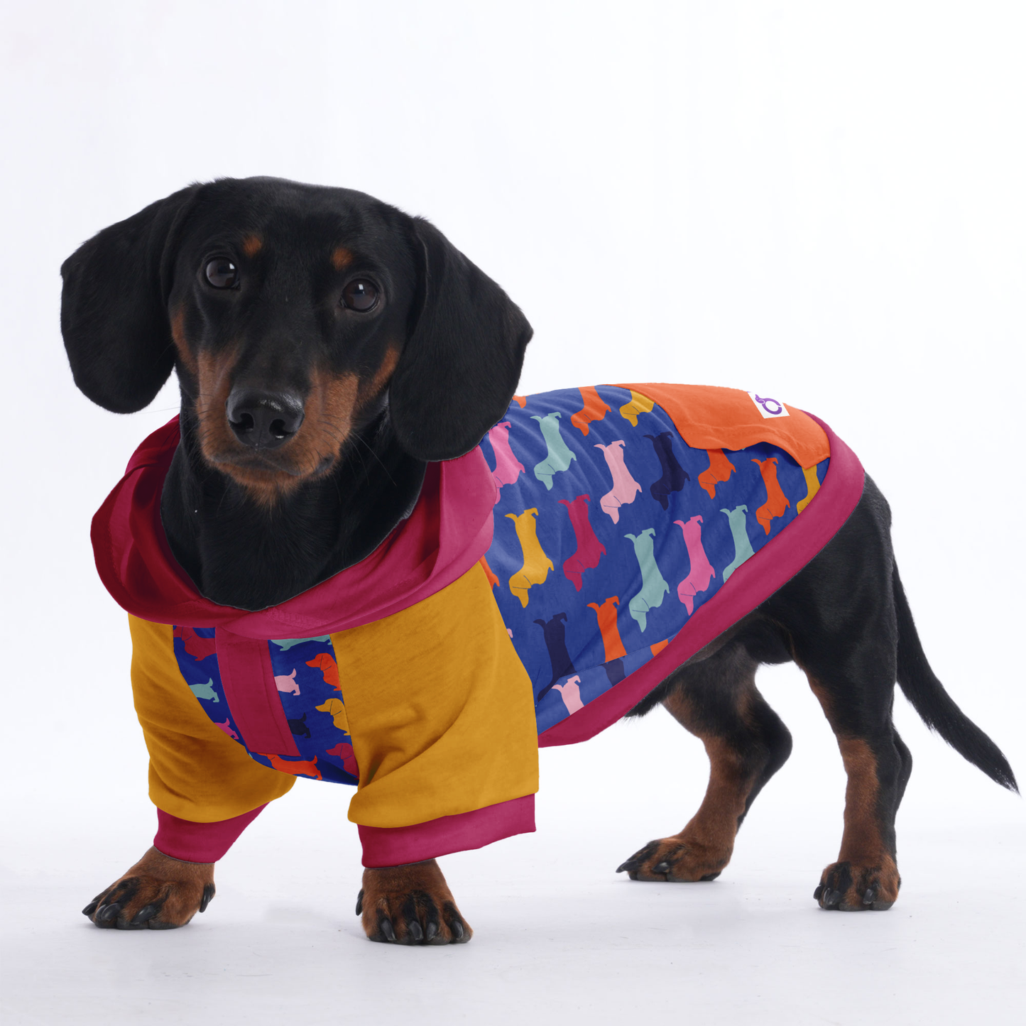 Inky - Hoodies for Dachshunds