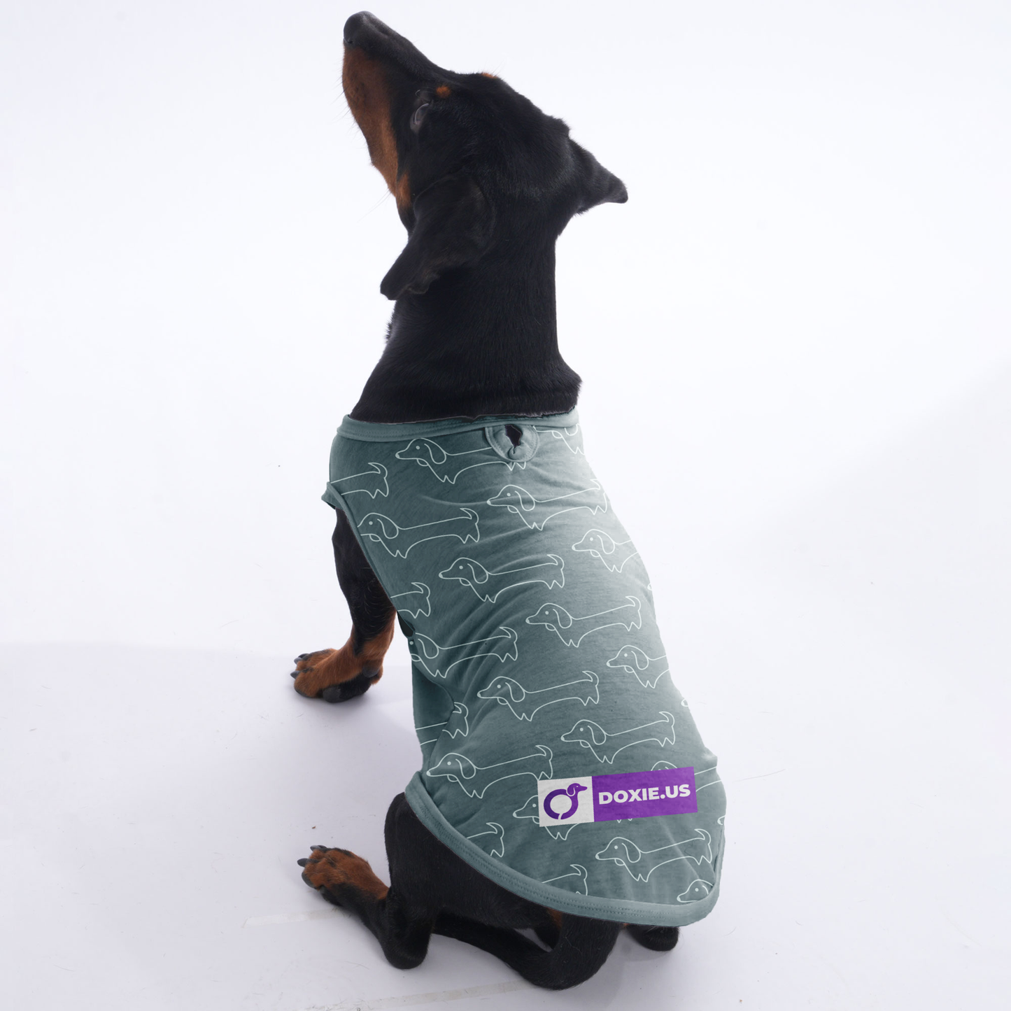 Sebastian  -  Shirt for Dachshunds