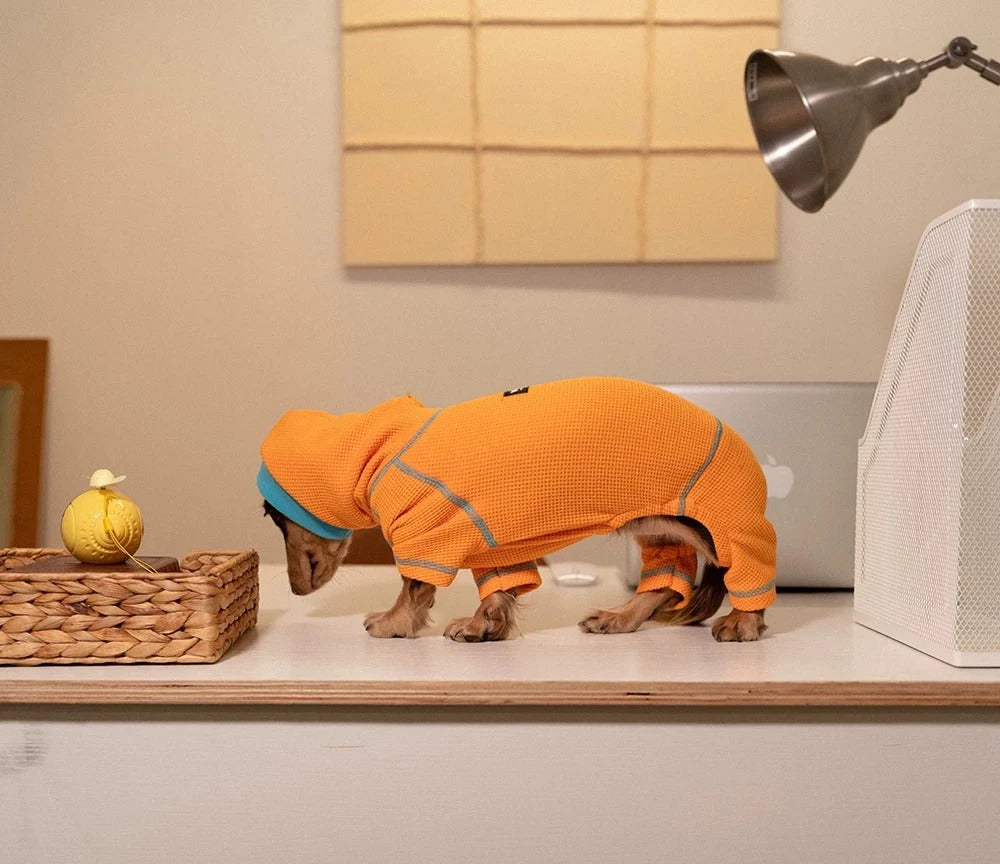 PawVibe-Dachshund-Sweatshirt.jpg