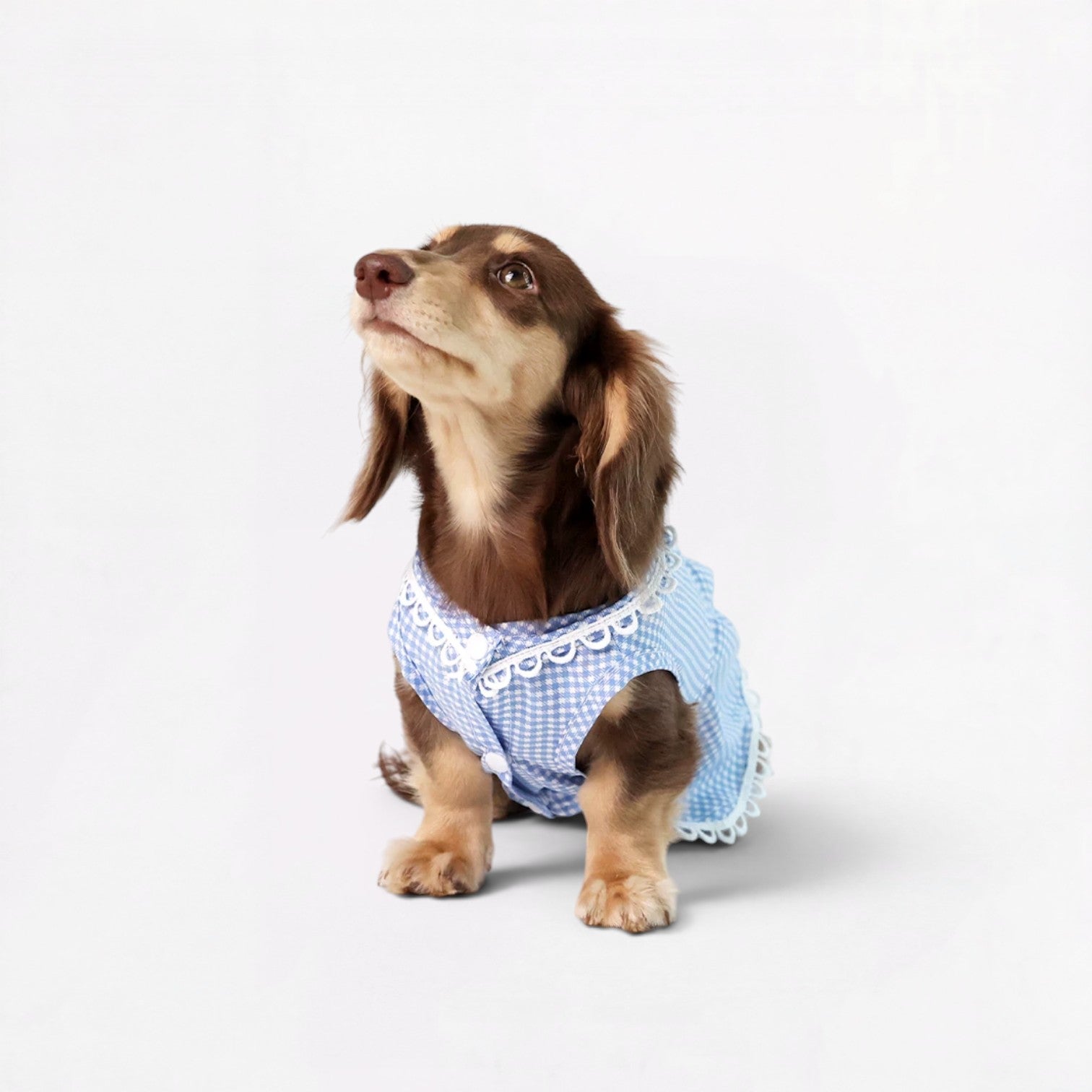 Plaidia-Dachshund-Summer-Dress.jpg
