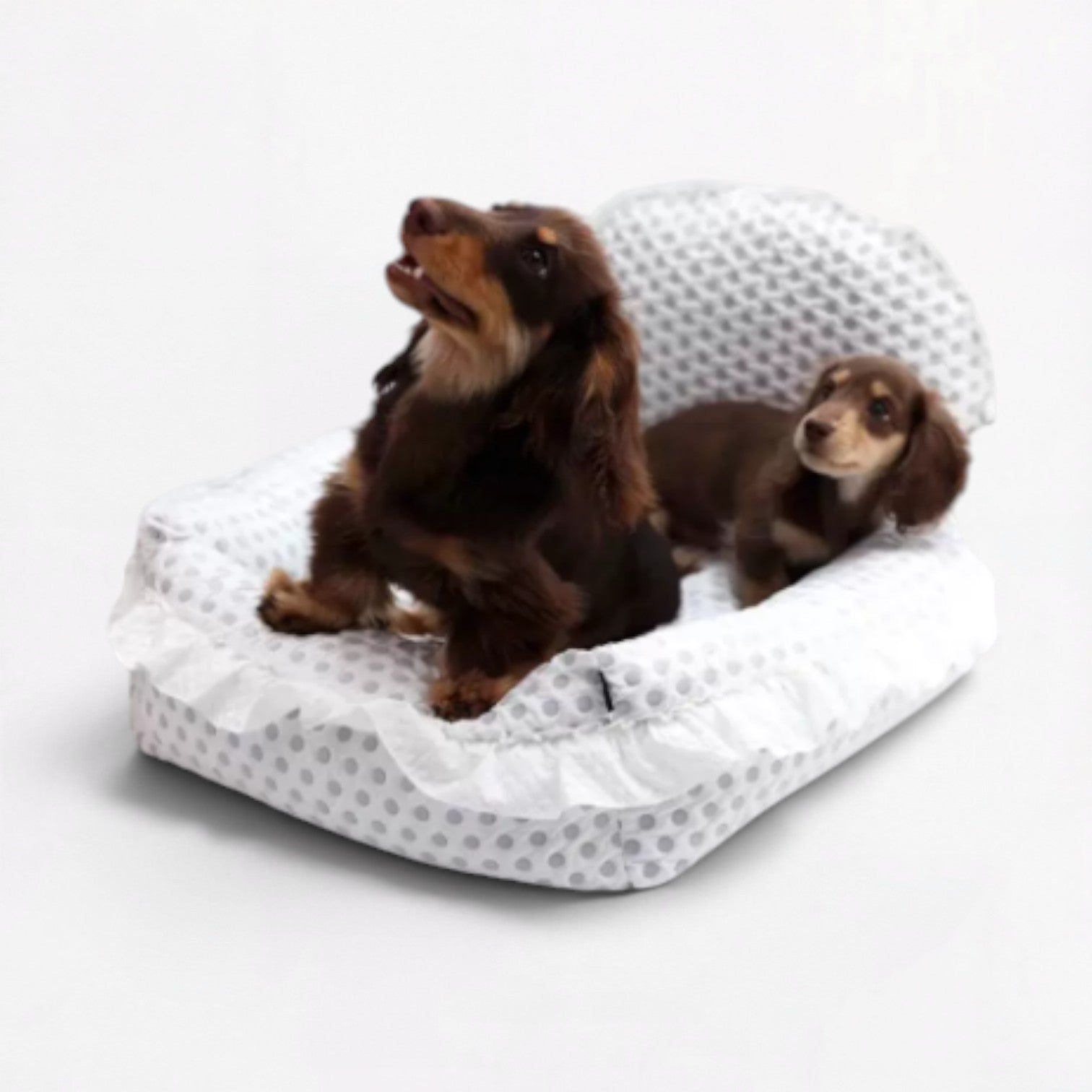 PolDot-Dachshund-Princess-Mat.jpg