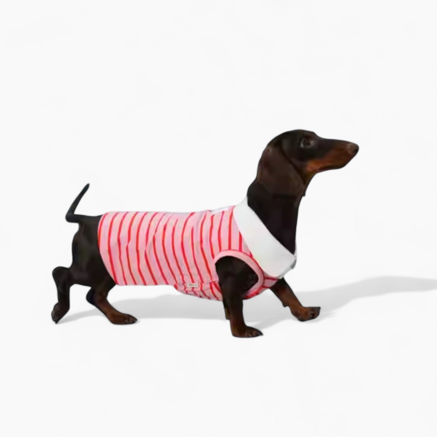 PoloHound-Dachshund-Polo-Vest.jpg
