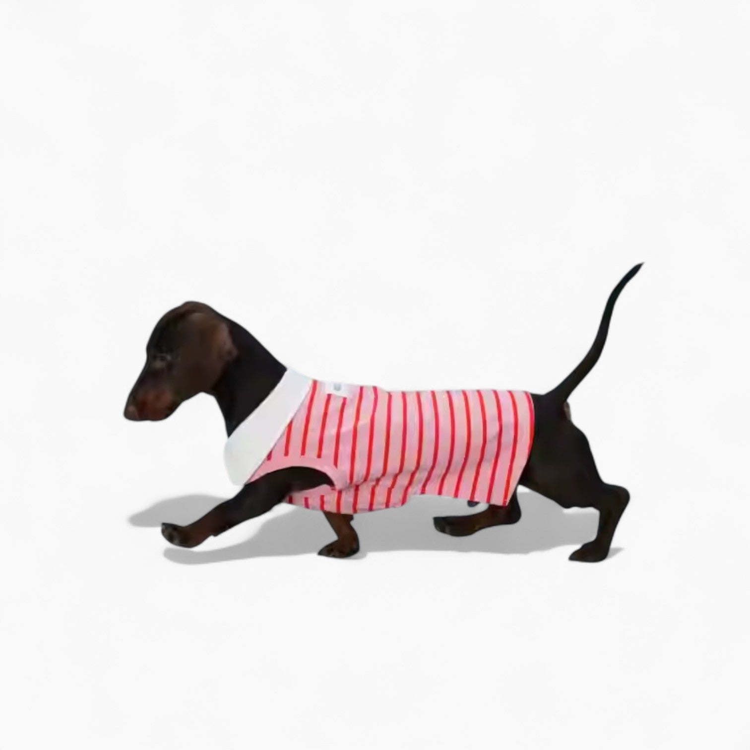 PoloHound-Dachshund-Polo-Vest.jpg
