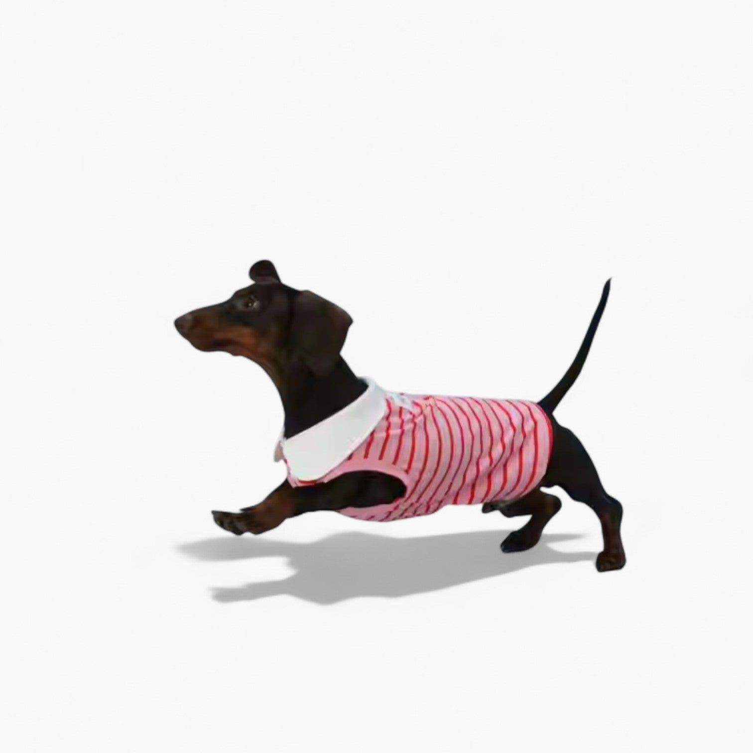 PoloHound-Dachshund-Polo-Vest.jpg