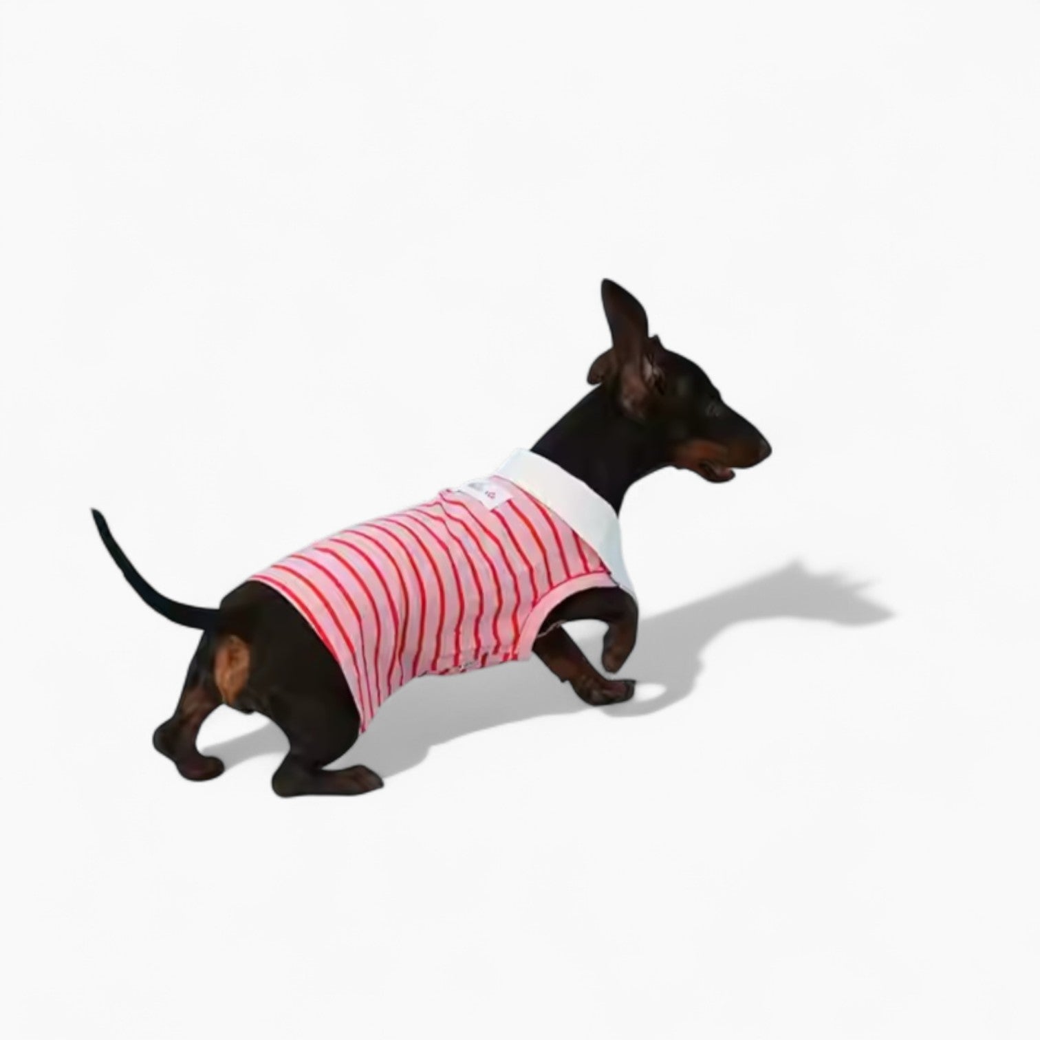PoloHound-Dachshund-Polo-Vest.jpg