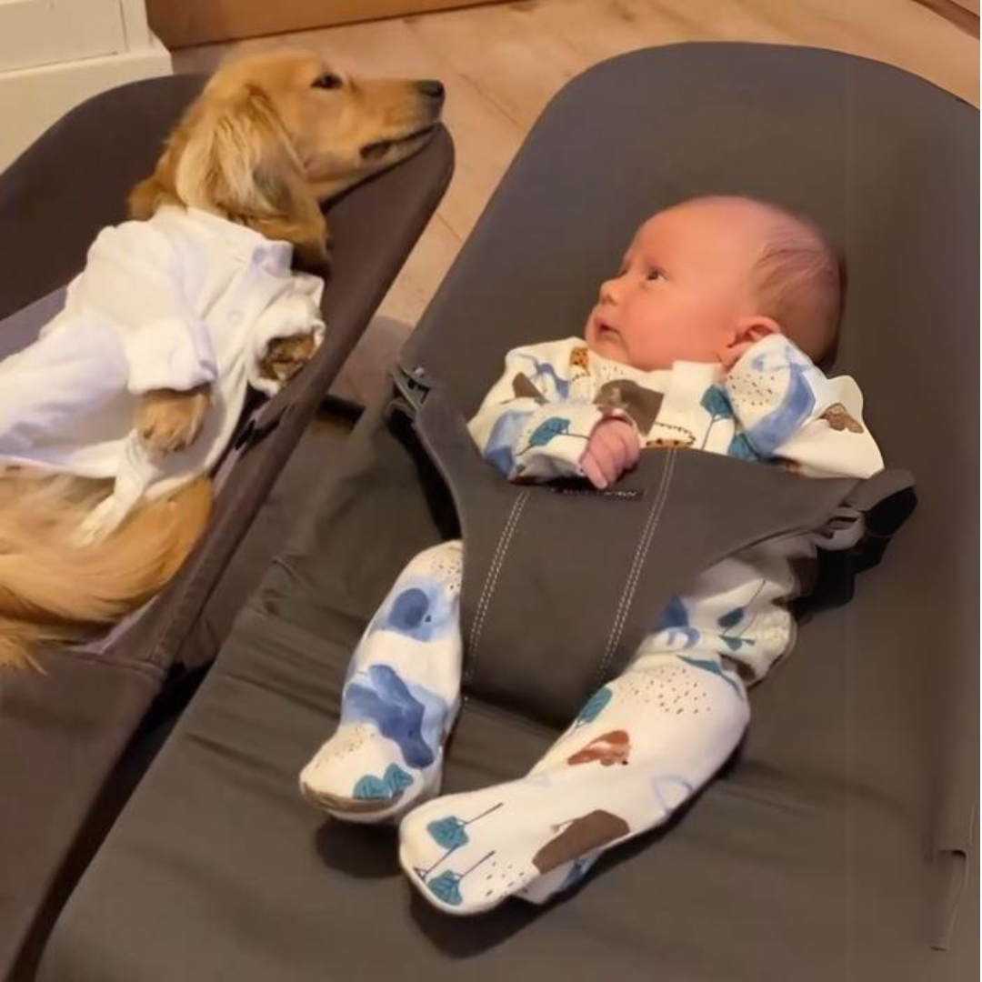 Portable-Rocking-Chair-for-Dachshund-www.doxie.us