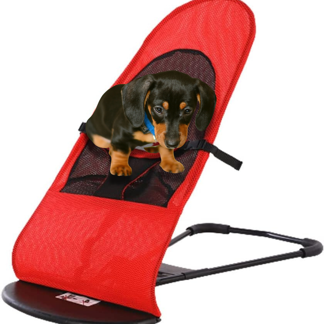 Portable-Rocking-Chair-for-Dachshund-www.doxie.us