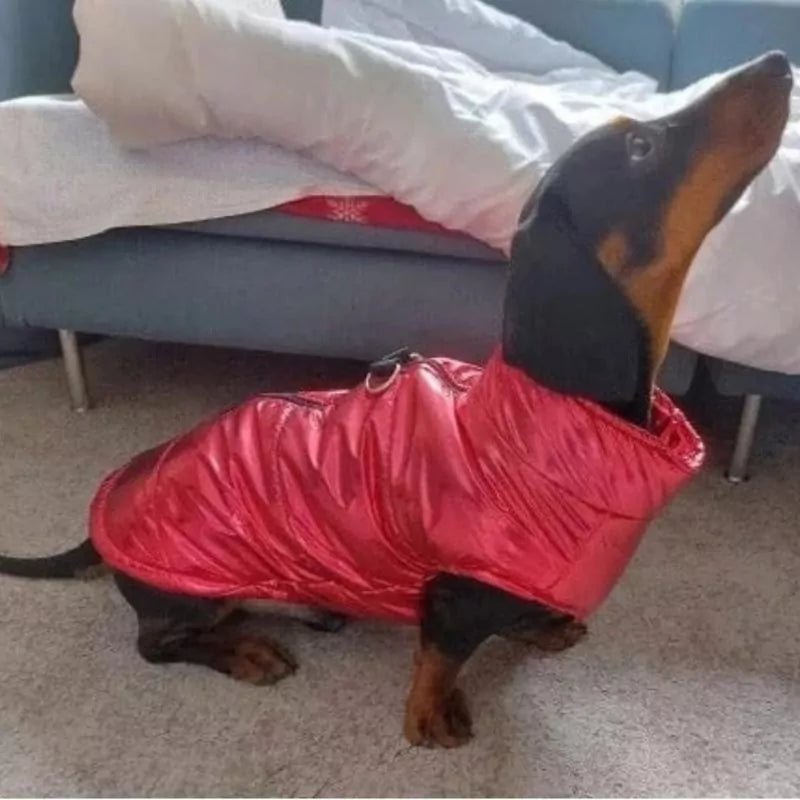 Premium-Dachshund-Gloossy-Jacket-Ultimate-Wet-Weather-Protection-www.doxie.us