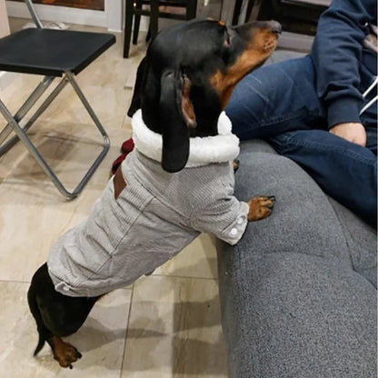 Ribbed-Velvet-Dachshund-Jacket-doxie.u