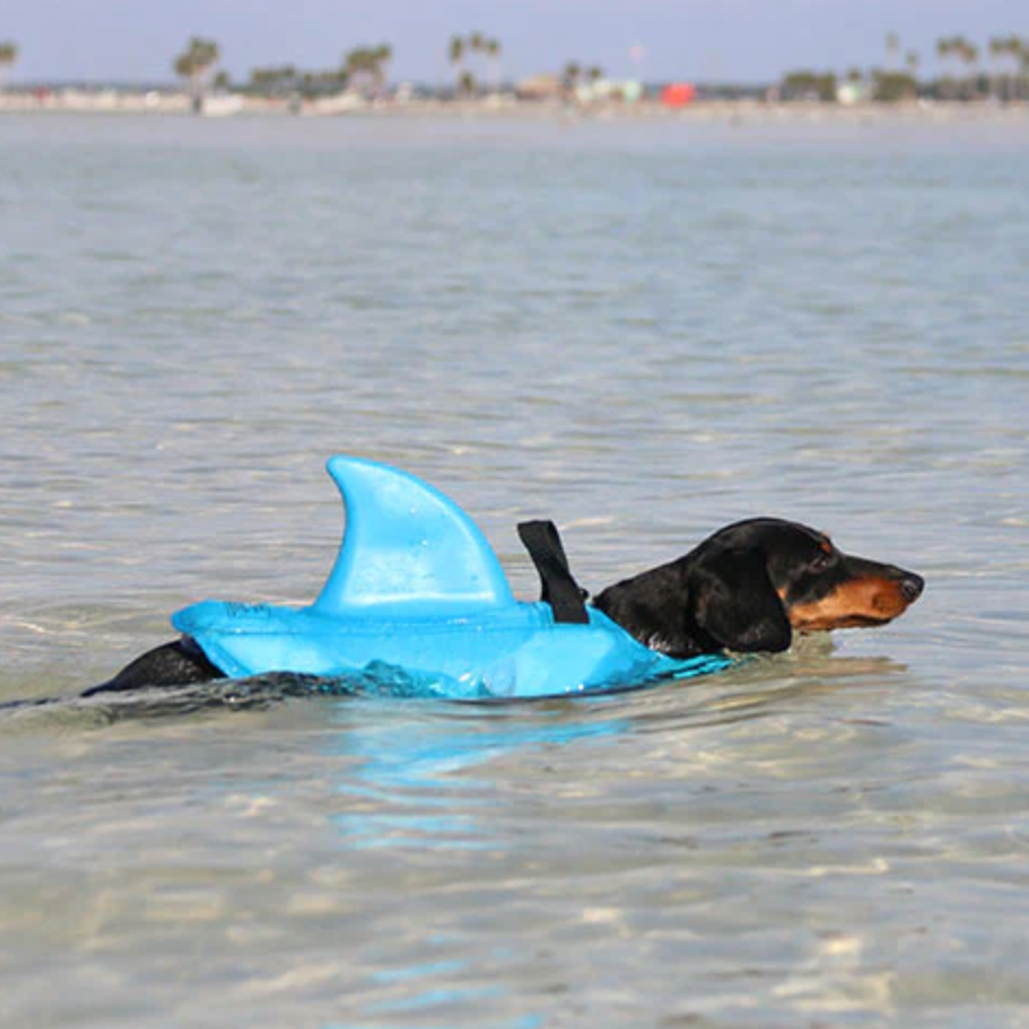 Chaleco de tiburón Dachshund para cachorros juguetones