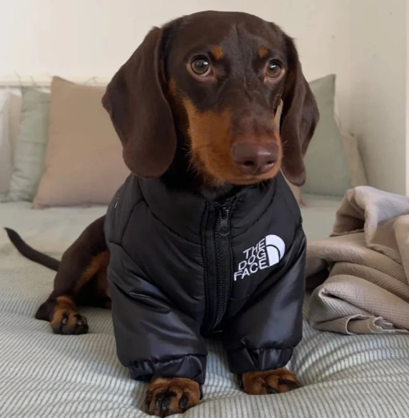 DoxieShield Dachshund Chaqueta cálida cortavientos Abrigo reflectante