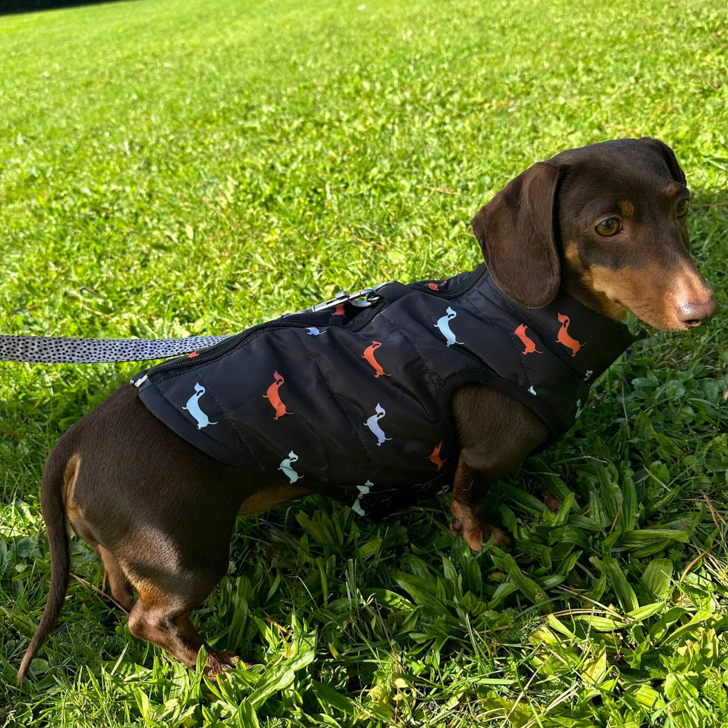 Dachshund Zipper Vest Windproof Winter Jacket