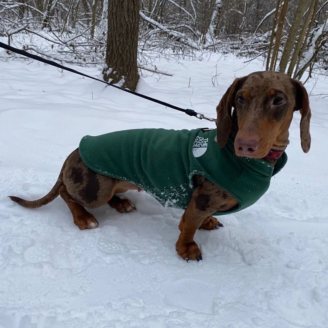 The Dog Face Dachshund Jacket Premium Fleece for Cold-Weather Comfort