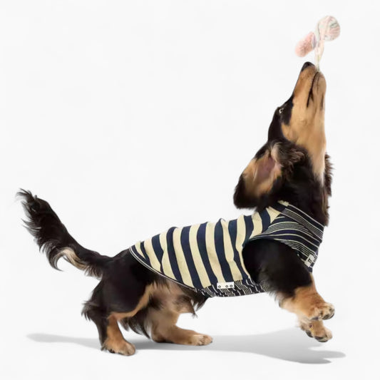 SnouTique-Dachshund-Striped-Vest.jpg