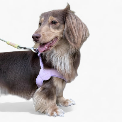 SoftFit-Dachshund-Harness-and-Leash.jpg