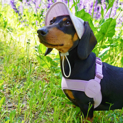 SoftFit-Dachshund-Harness-and-Leash.jpg