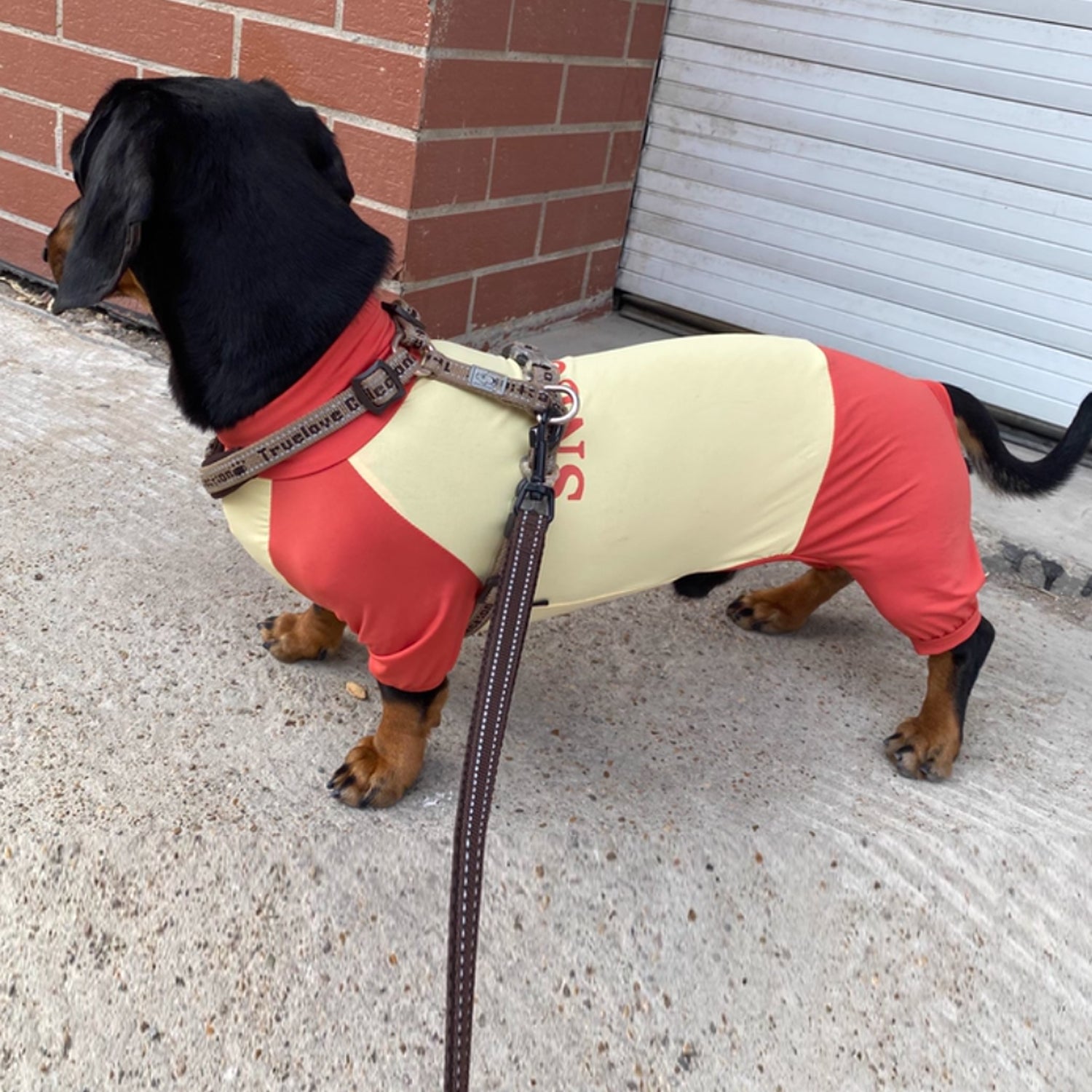 SunPup-Dachshund-Summer-Jumpsuit.jpg