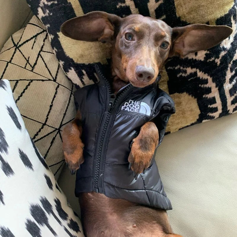 The-Dog-Face-Dachshund-Vest-www.doxie.us