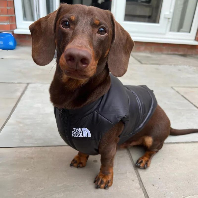 The-Dog-Face-Dachshund-Vest-www.doxie.us