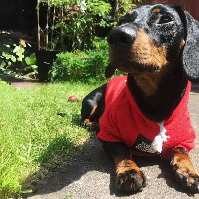 The-Dog-Face-Doxie-Red-Hoodie-www.doxie.us