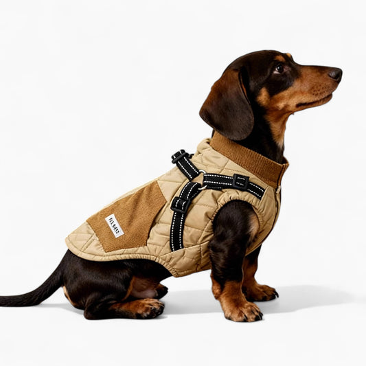 TrailPup-Dachshund-Traction-Vest.jpg