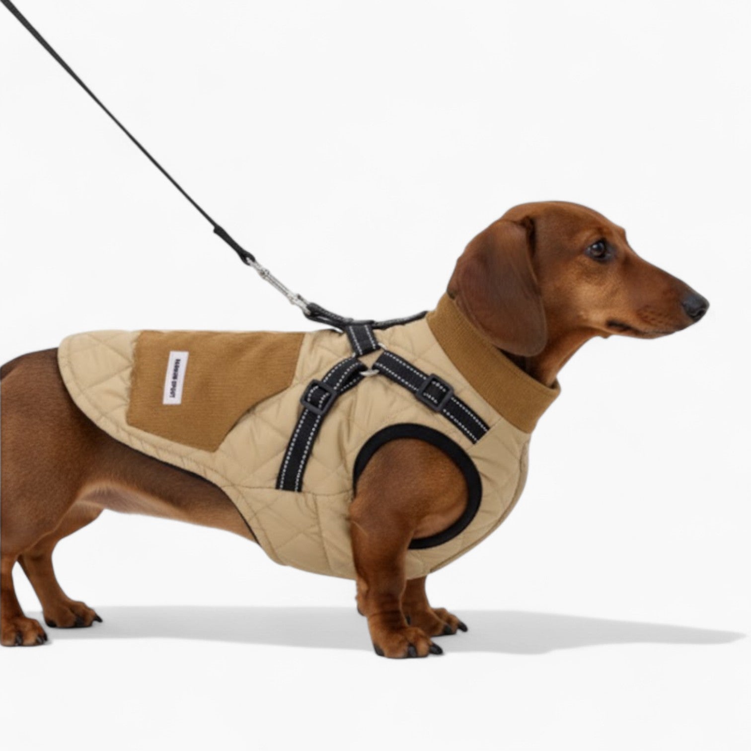 TrailPup-Dachshund-Traction-Vest.jpg