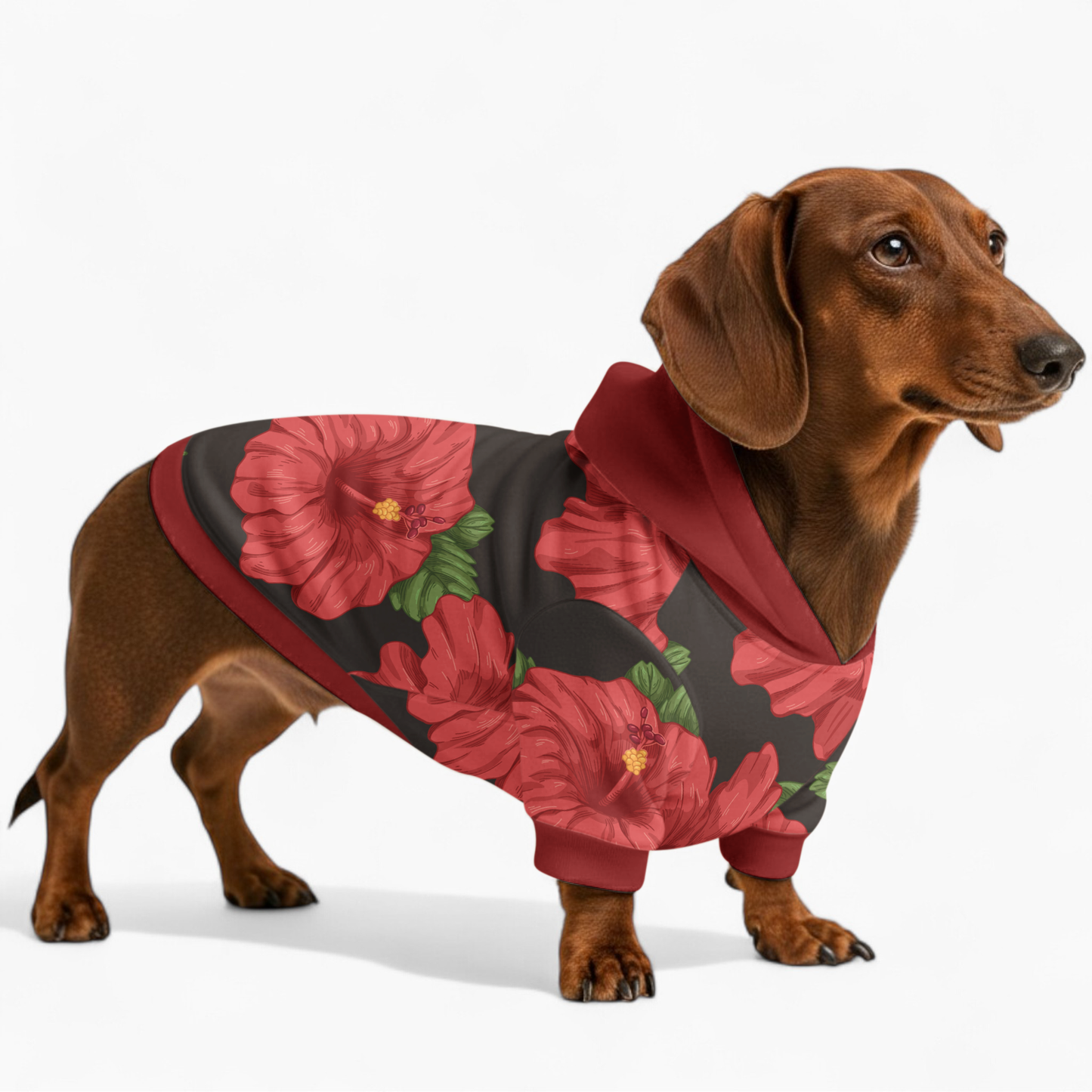 Iggy - Dachshund hoodie