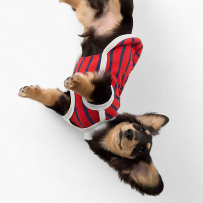 ZepHund-Dachshund-Striped-Shirt.jpg