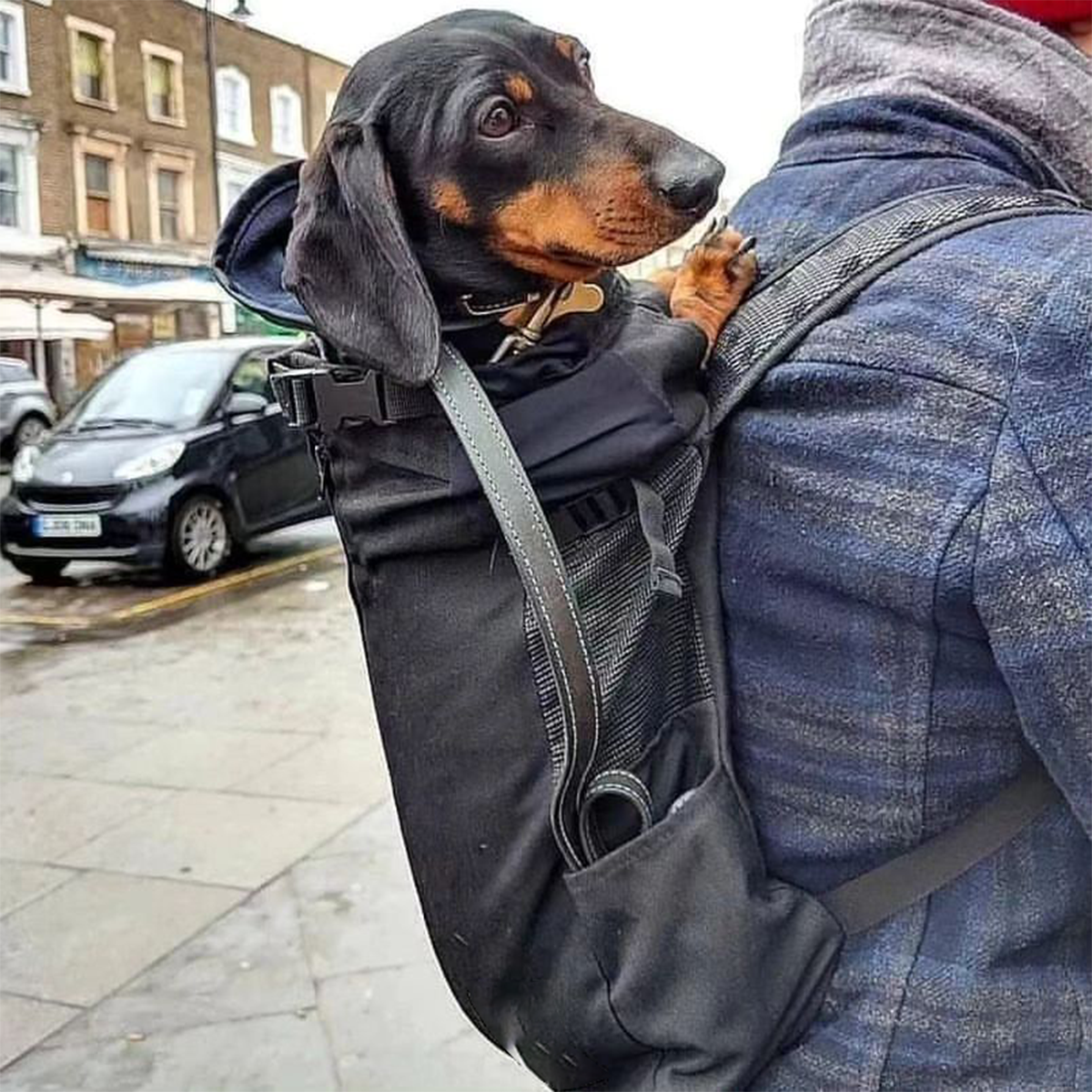 Porta mochila para perros salchicha