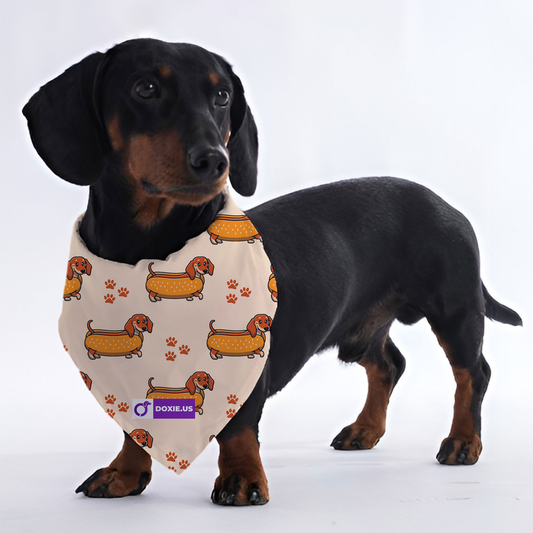 Tucker - Bandanas for Dachshunds