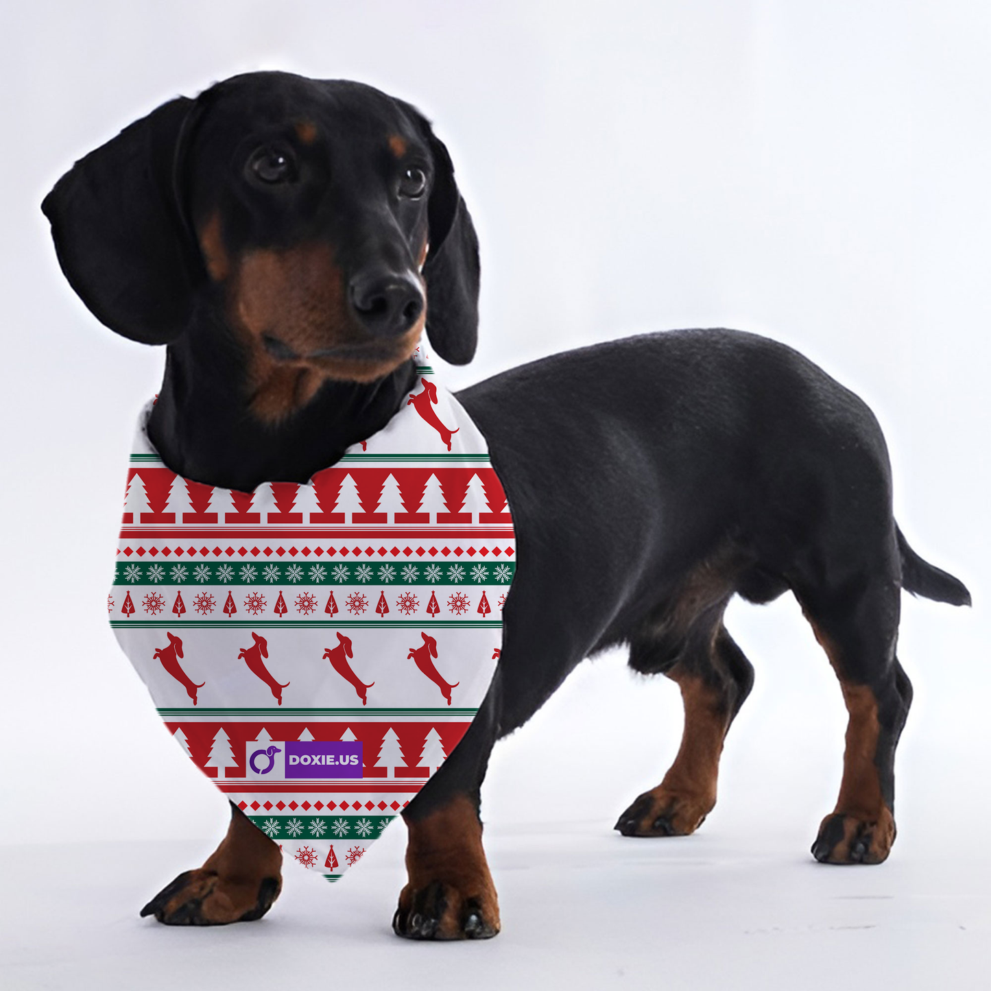 Muffin - Bandanas for Dachshunds