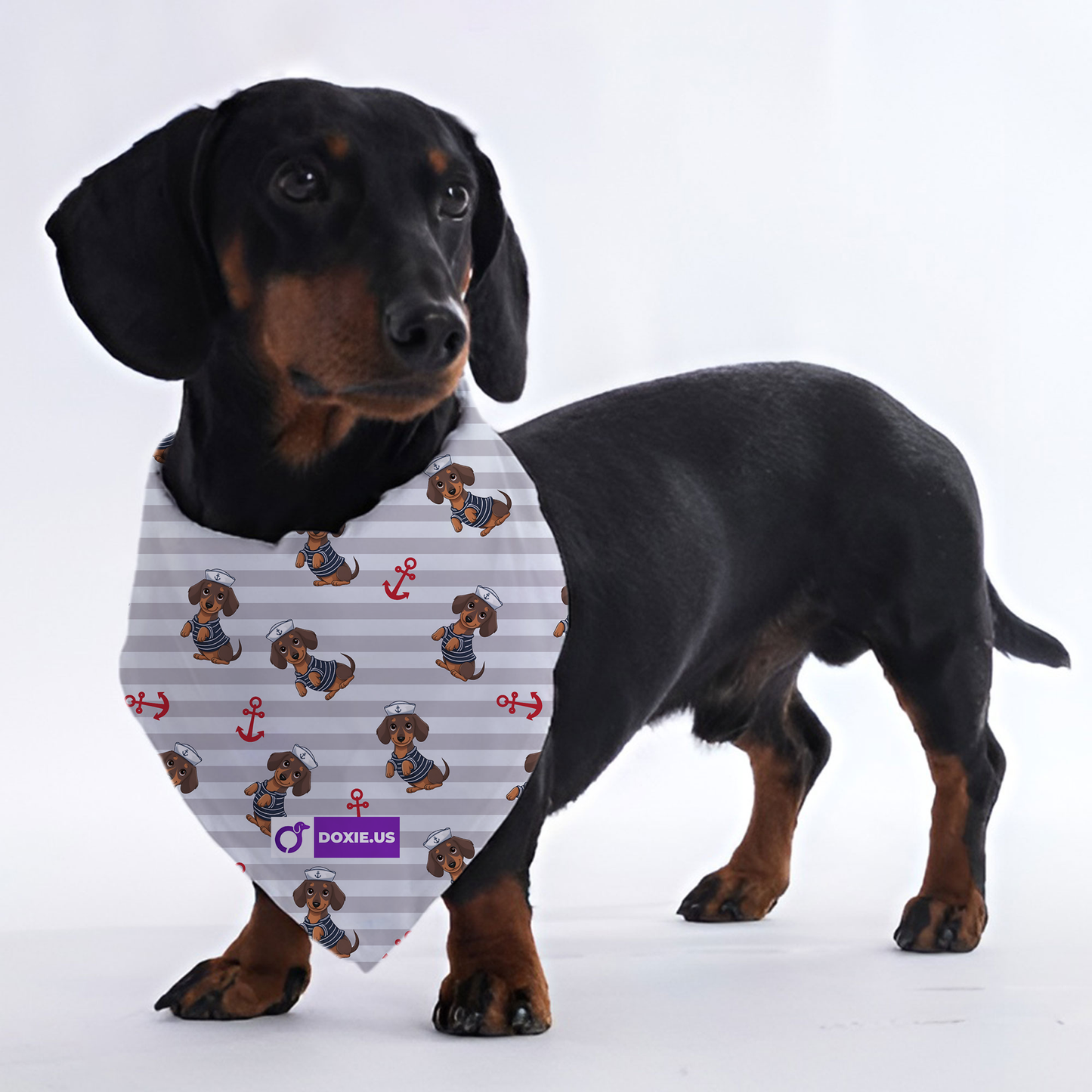 Carley - Bandanas for Dachshunds