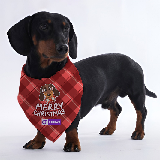 Merry christmas - Bandanas for Dachshunds