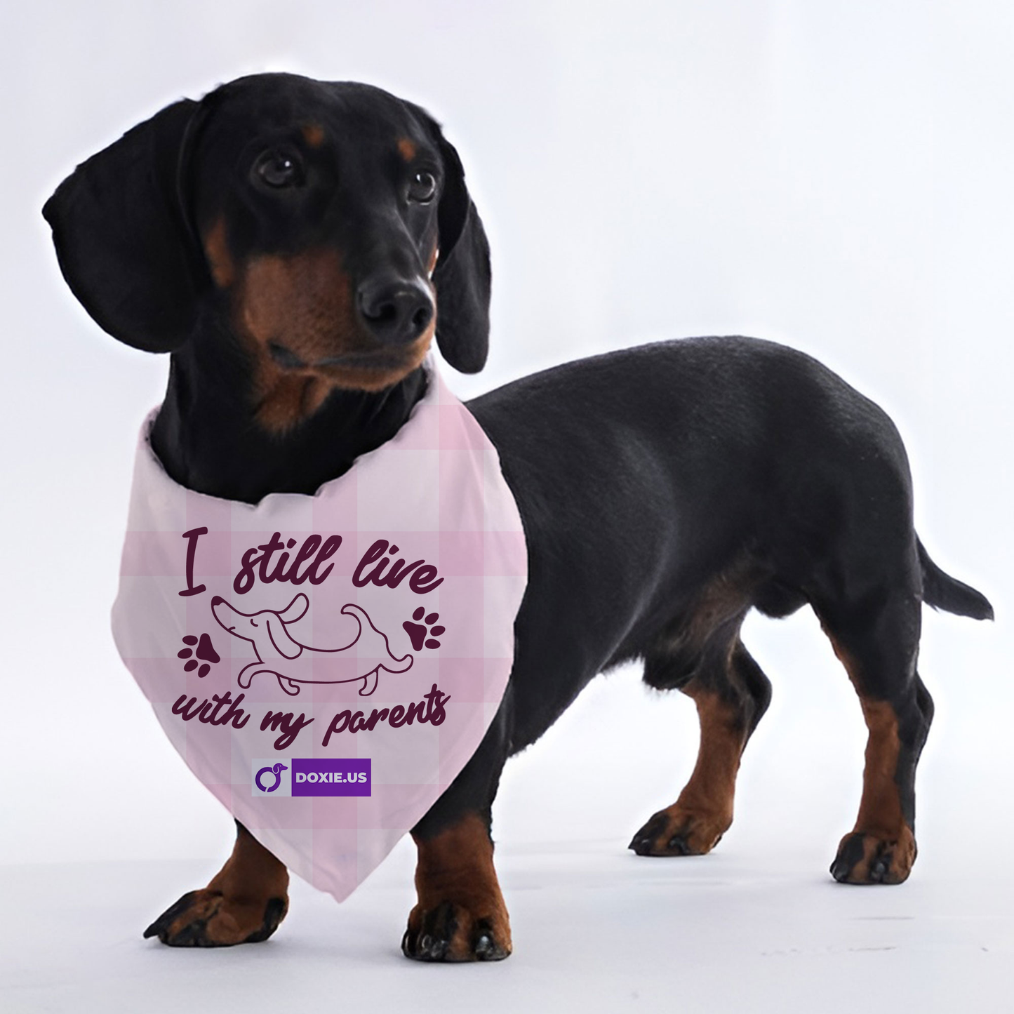 I STILL LIVE WITH MY PARENTS - Bandanas for Dachshunds