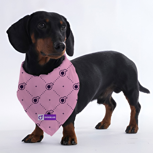 Frieda - Bandanas for Dachshunds