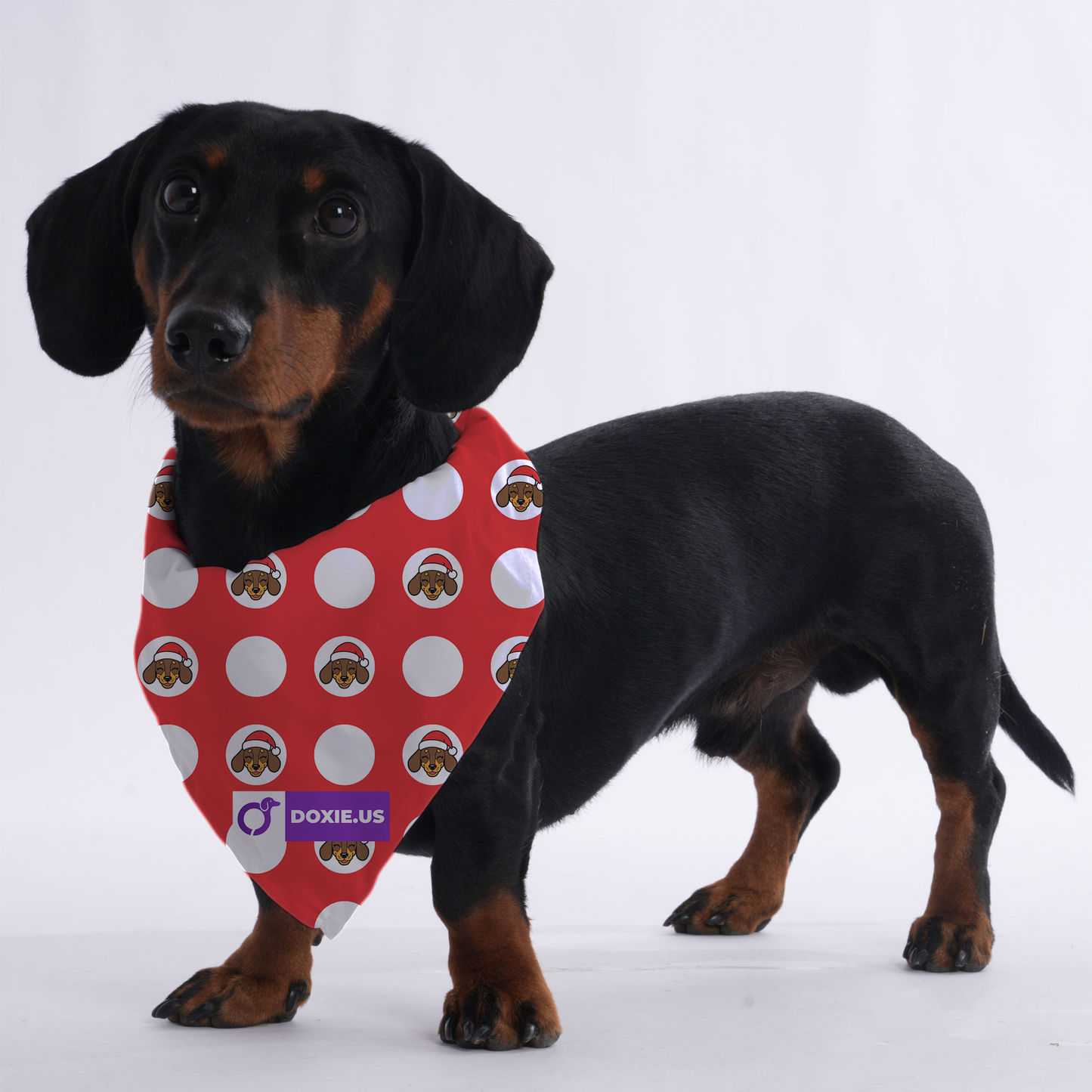 Sophie - Bandanas for Dachshunds