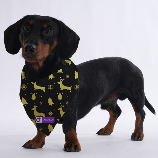 Ace - Bandanas for Dachshunds