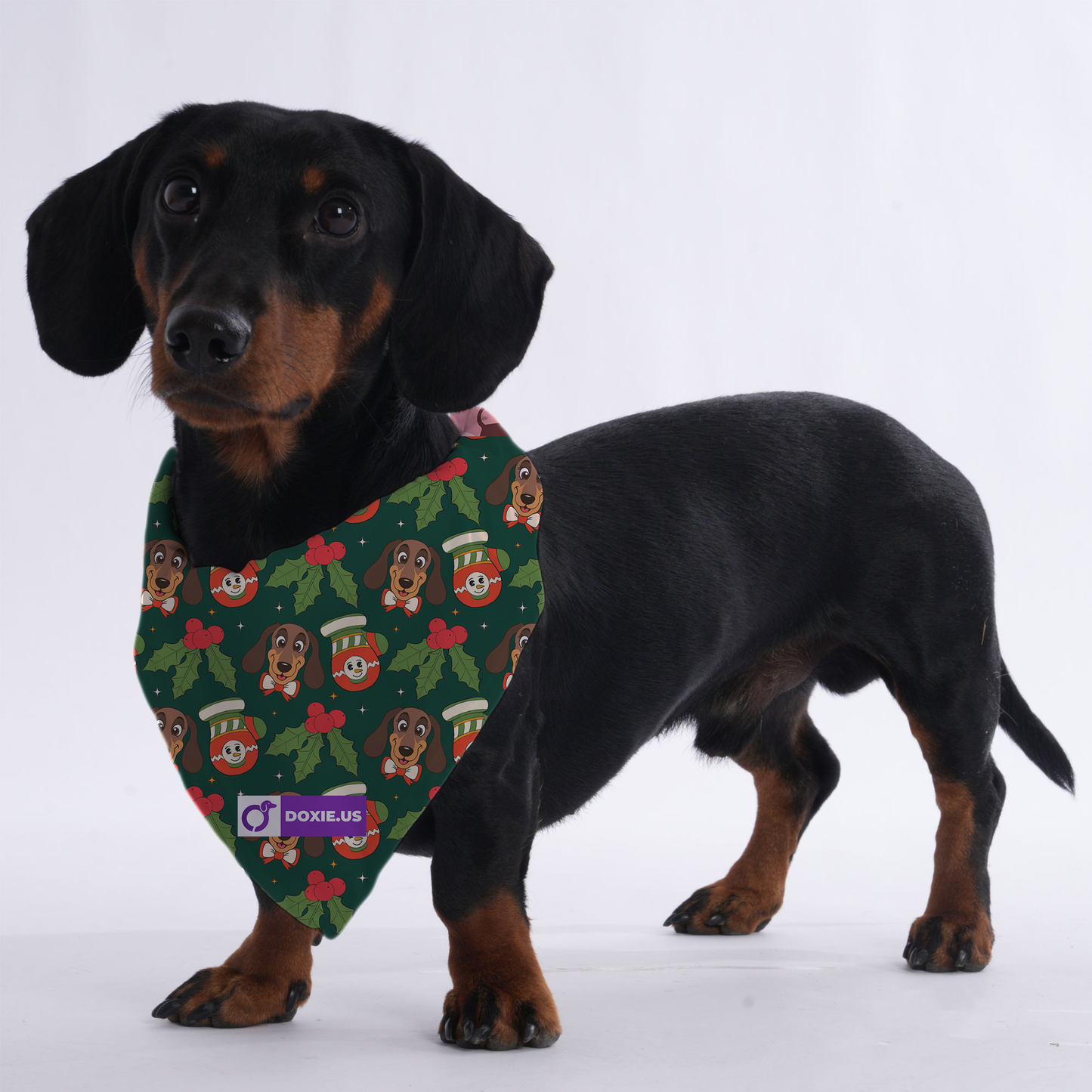 Duke - Bandanas for Dachshunds