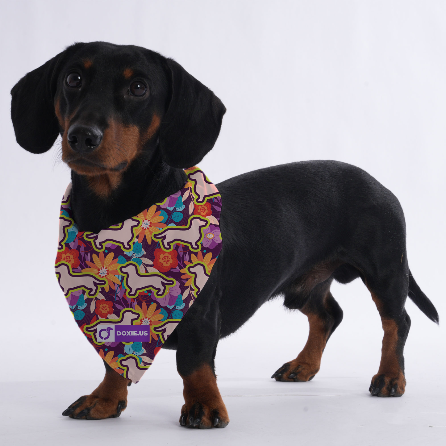 Ollie - Bandanas for Dachshunds