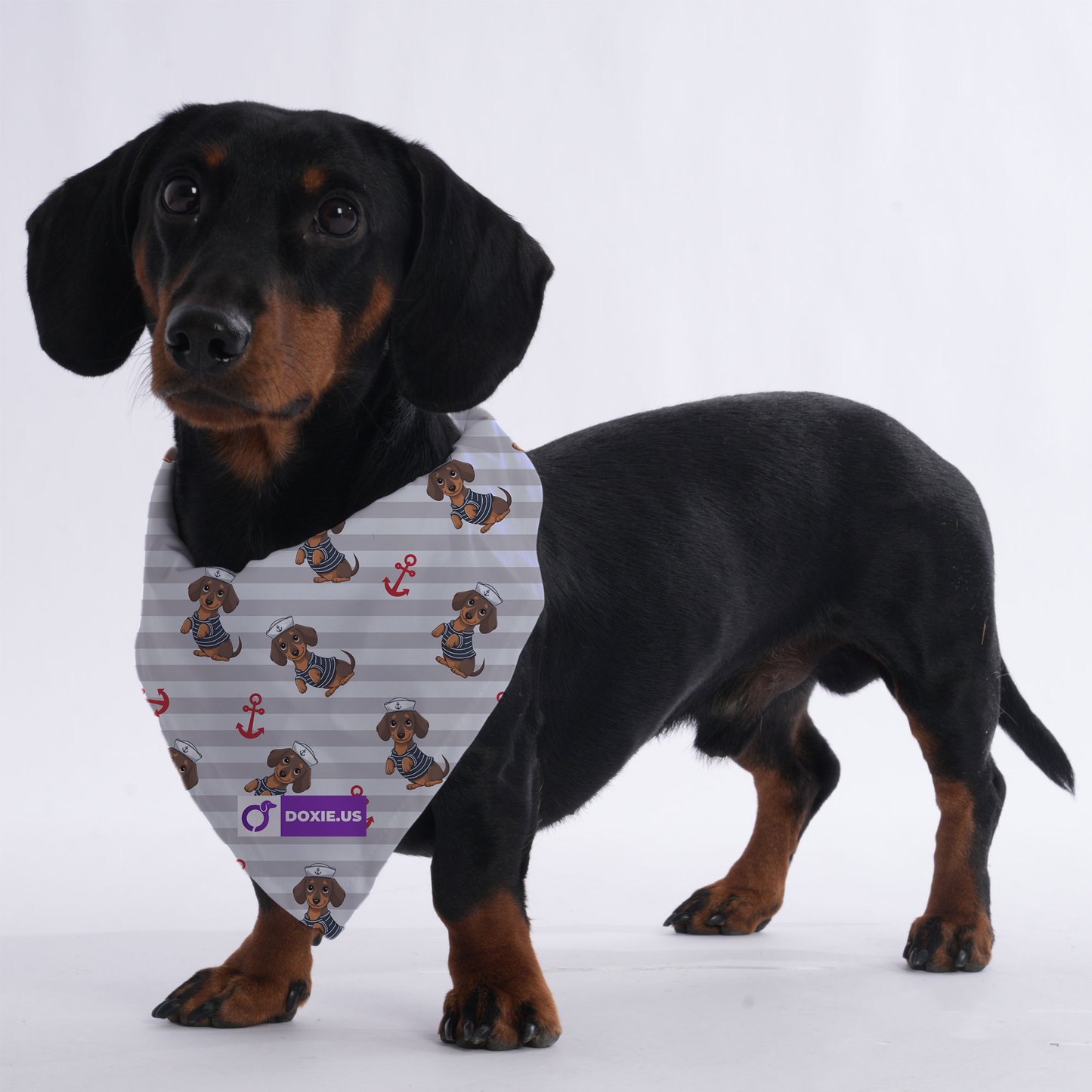 Carley - Bandanas for Dachshunds