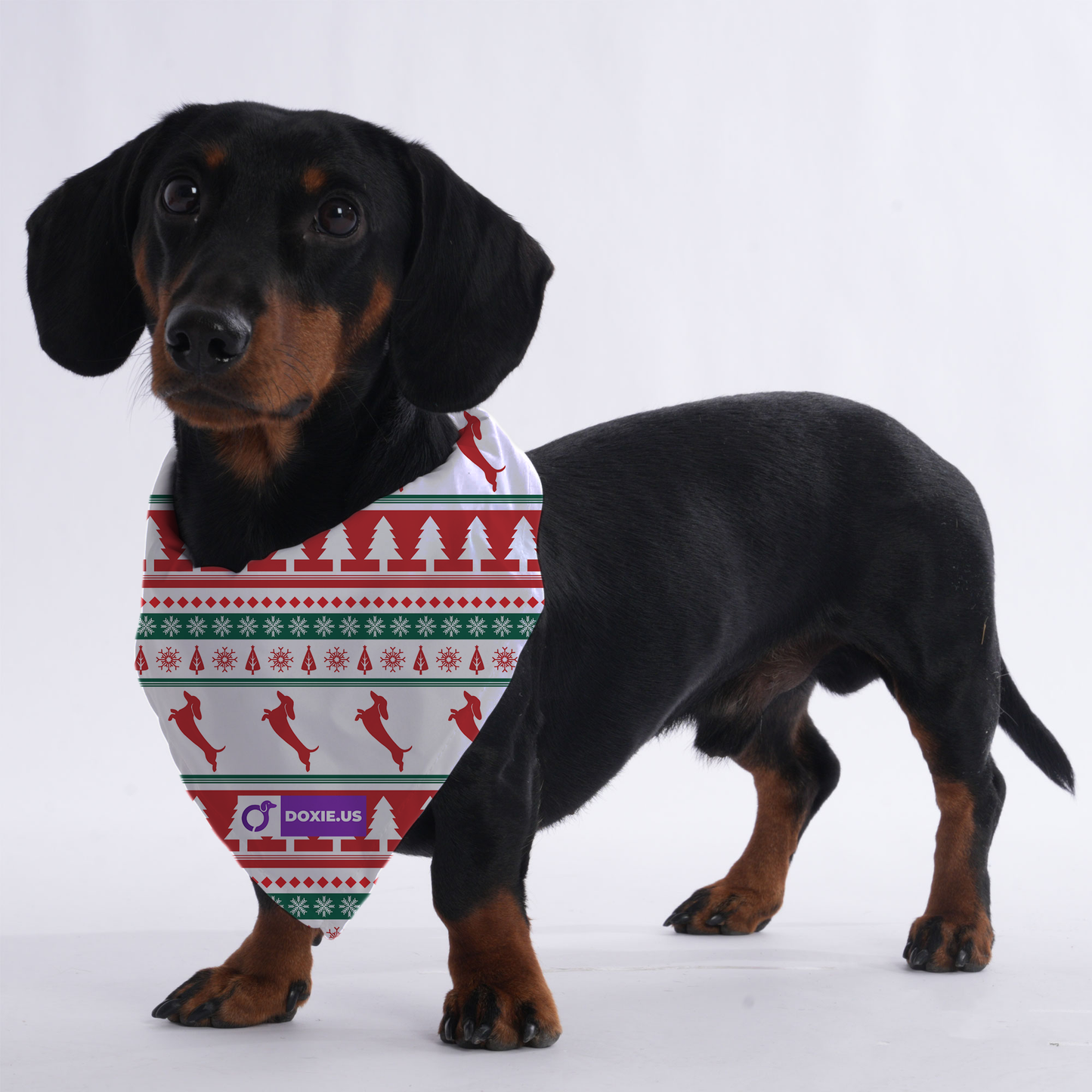 Muffin - Bandanas for Dachshunds