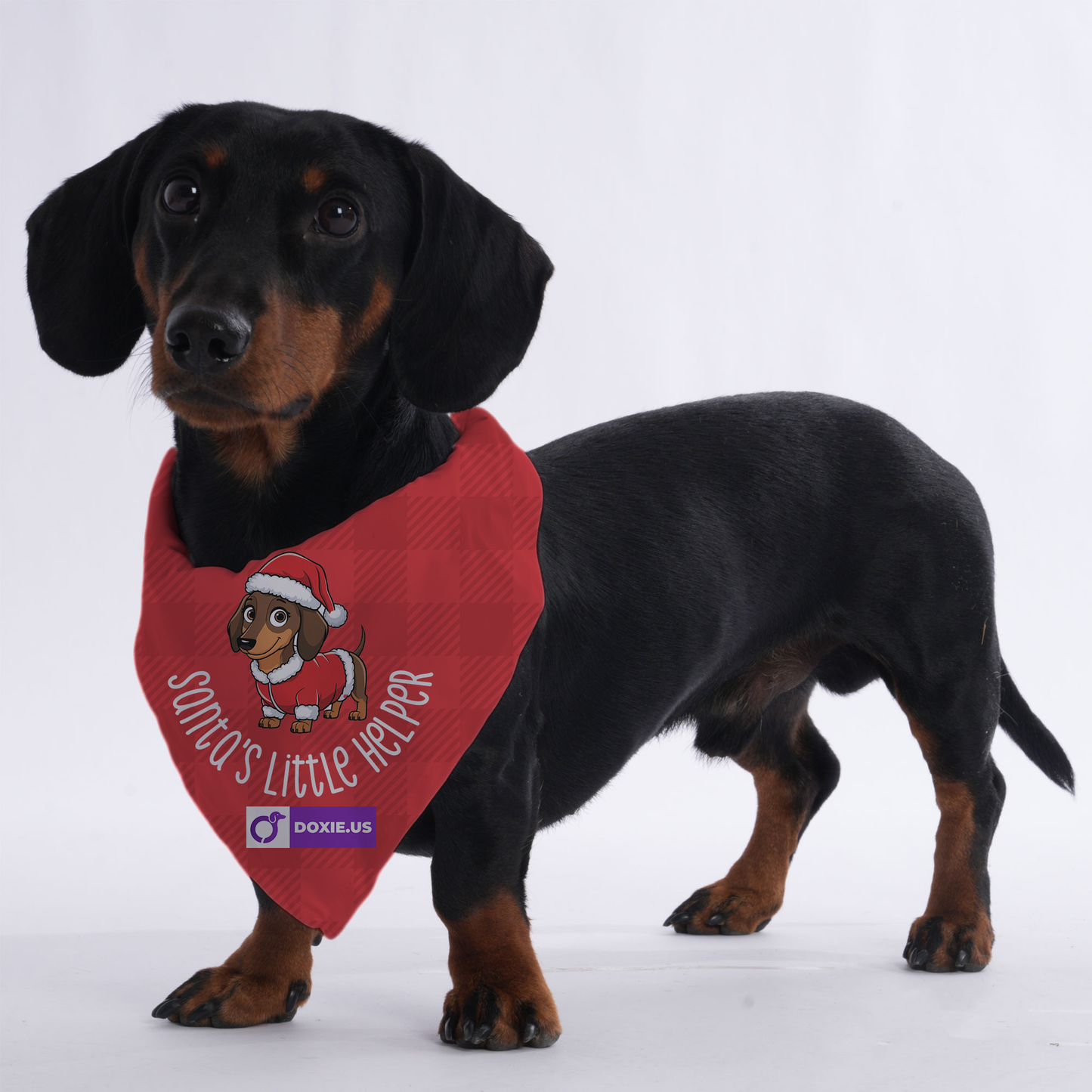 Santa's little helper - Bandanas for Dachshunds