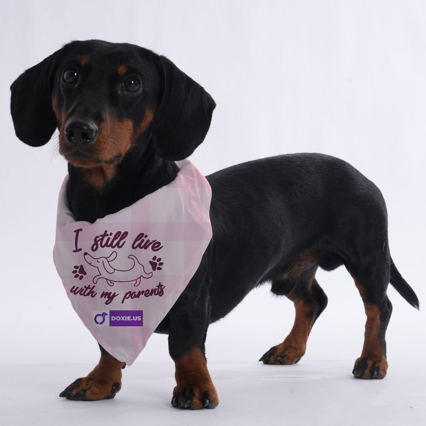 I STILL LIVE WITH MY PARENTS - Bandanas for Dachshunds