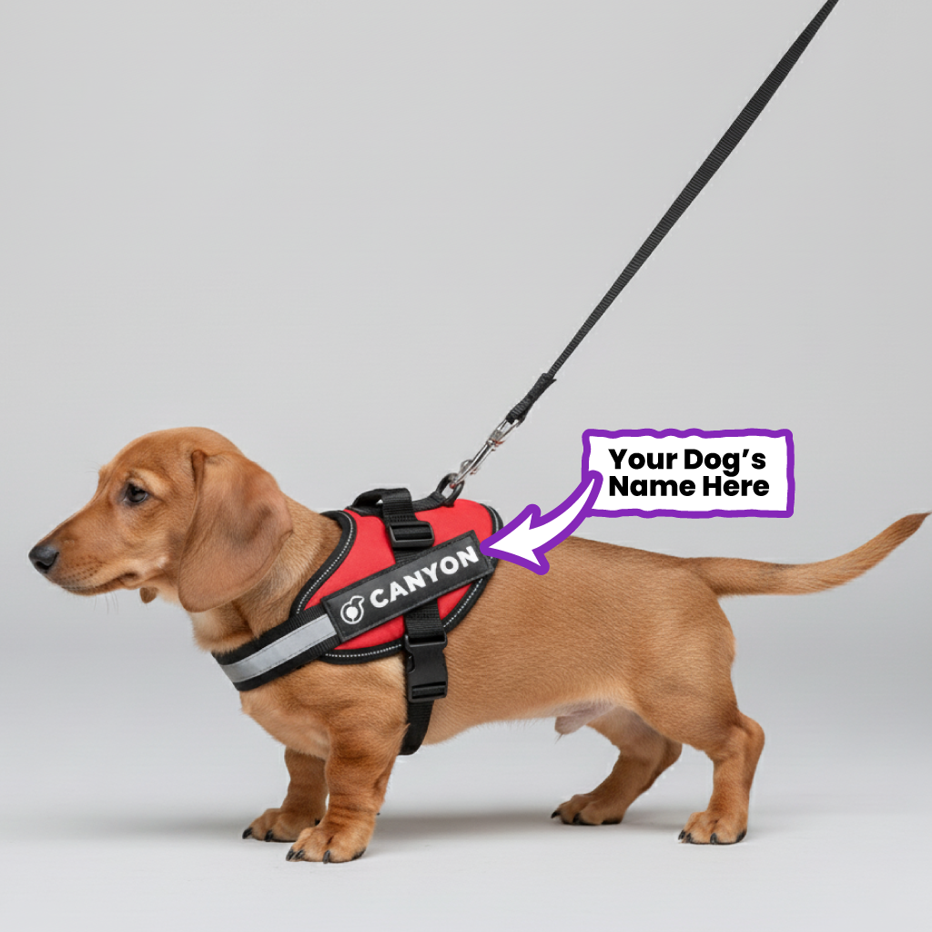 Church - Personalized Dachshund Harness