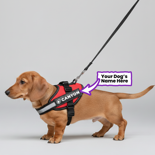 Church - Personalized Dachshund Harness