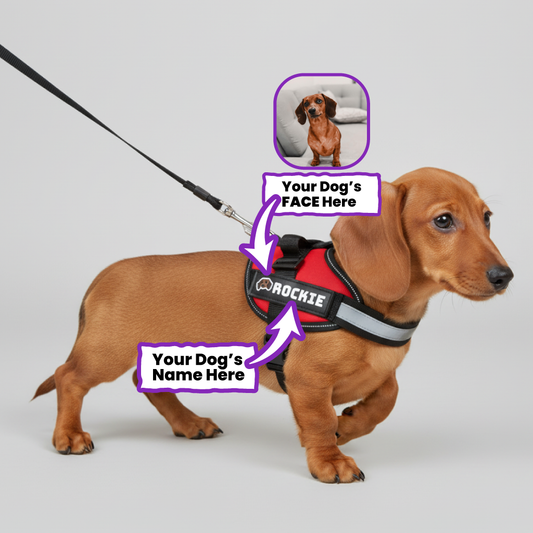 Tahoe - Personalized Dachshund Harness