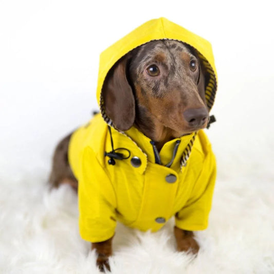 Chubasquero RainWiener Dachshund